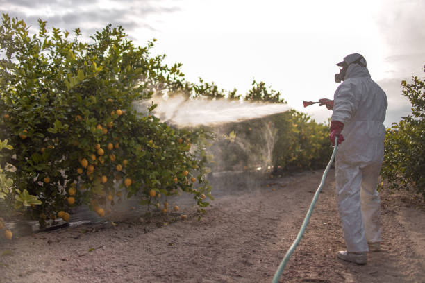 Best Pest Removal Services  in Henderson, TX