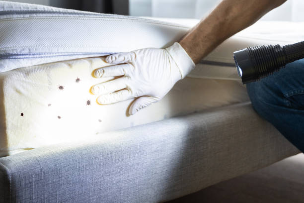 Best Mosquito Control Services  in Henderson, TX