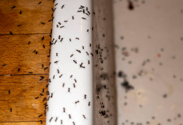 Best Bed Bug Extermination  in Henderson, TX
