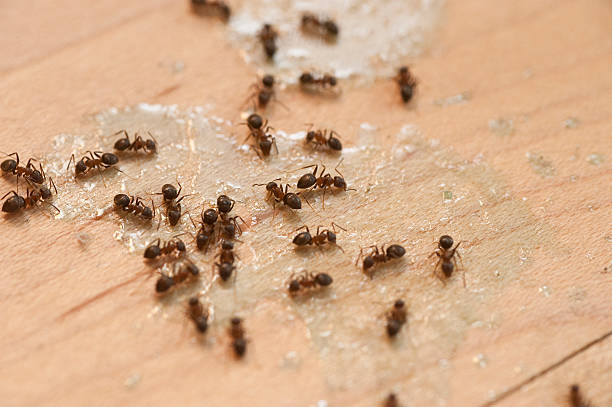 Best Termite Control Services  in Henderson, TX