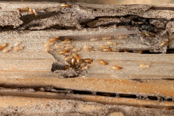 Professional Pest Control in Henderson, TX
