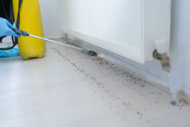 Best Rodent Control Near Me  in Henderson, TX